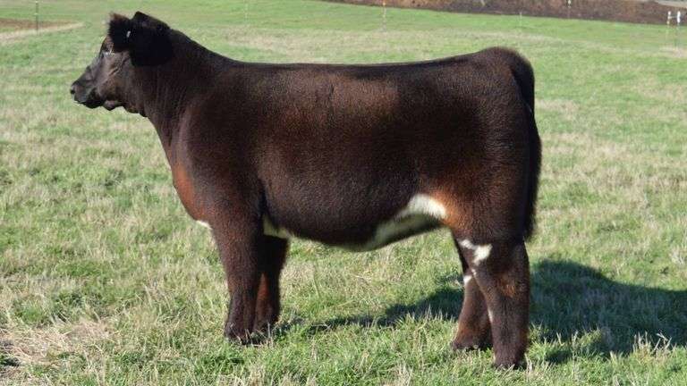 TAG 1328 50% MAINETAINER HEIFER