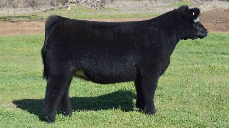 TAG 1373 CHI OR MAIN TAINER HEIFER