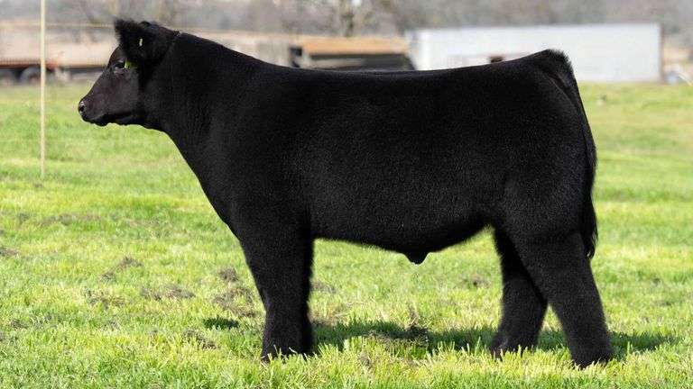 TAG 651 STEER