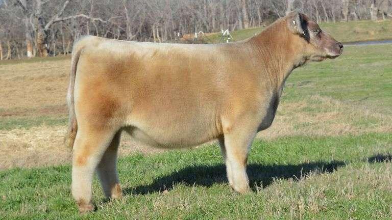TAG 1335 LOW % CHI HEIFER