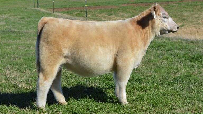 TAG 1341 LOW % CHI HEIFER