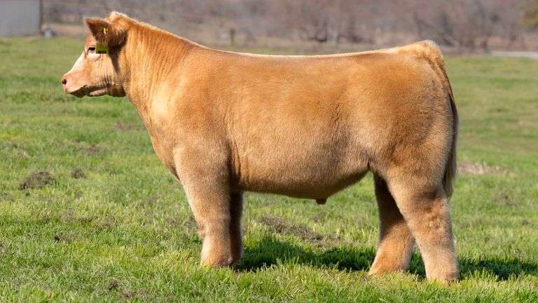 TAG 903D STEER