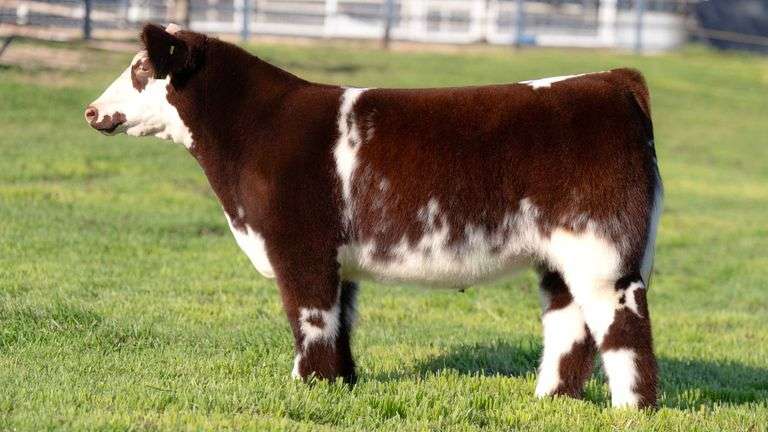 TAG 66 STEER