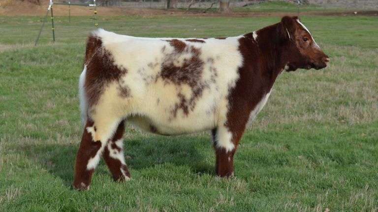 TAG 1360  STEER