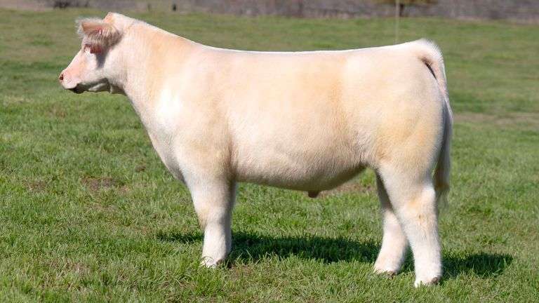 TAG 147 STEER