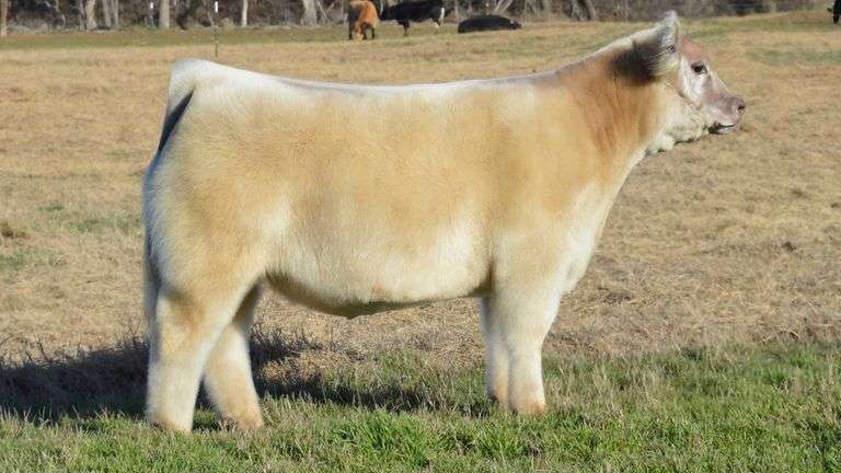 TAG 1333 STEER