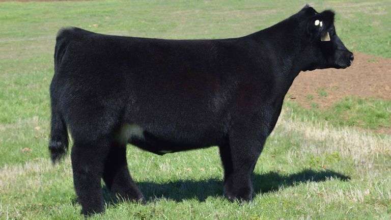 TAG 1326  STEER