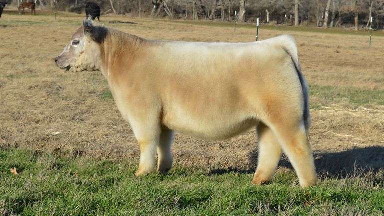 TAG 1342 LOW % CHIANINA HEIFER