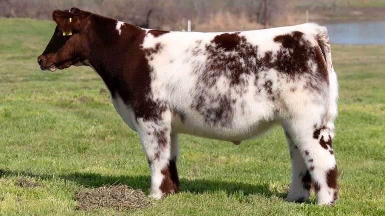 TAG 104 STEER