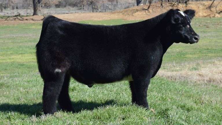 TAG 1364  STEER