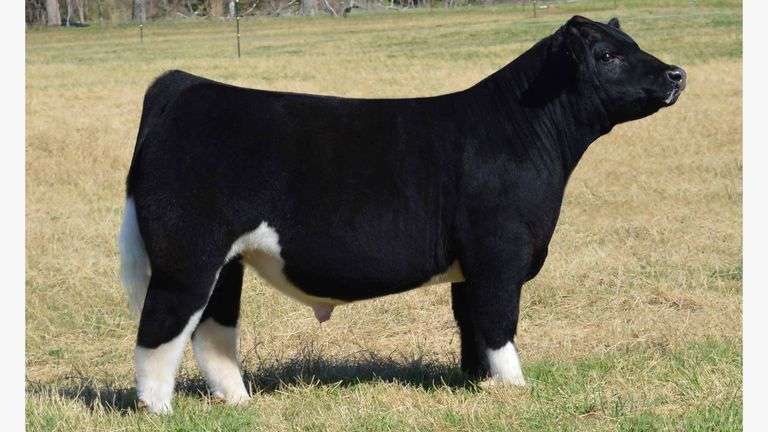 PARAMOUNT SEMEN