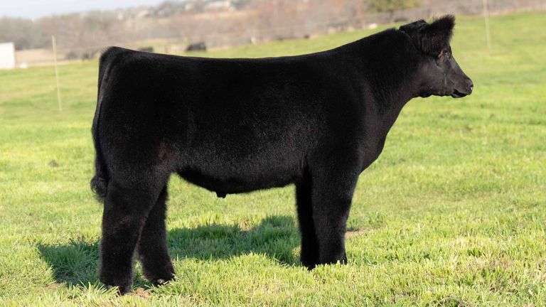 TAG 69 STEER