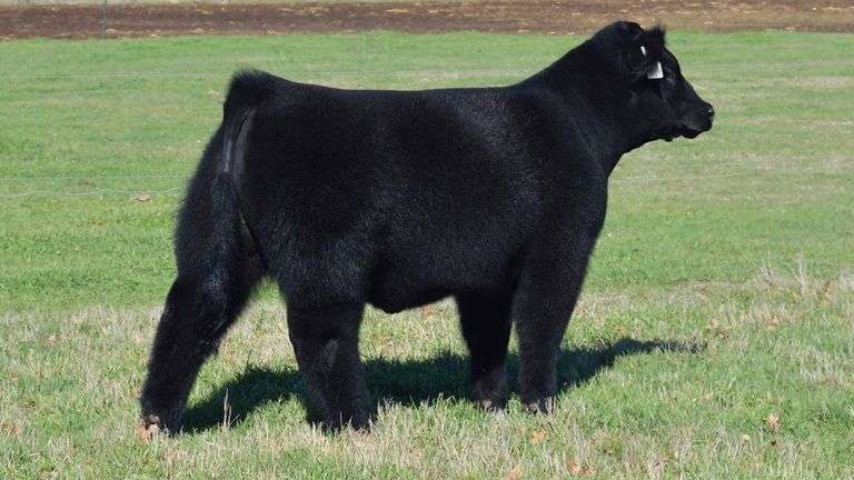 TAG 1358 NON-REGISTERED MAINETAINER BULL