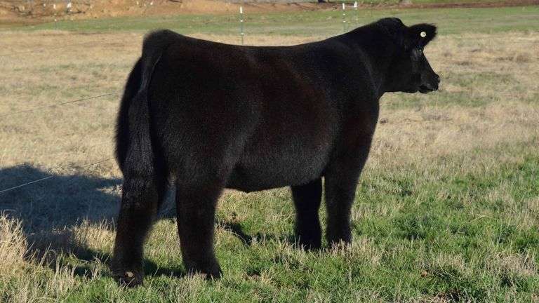 TAG 1321  STEER