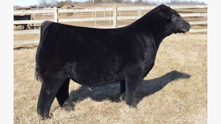 BRACE FOR IMPACT MAINETAINER SEMEN