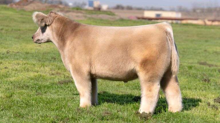 TAG NT STEER