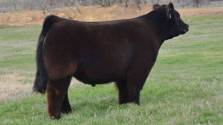 TAG 1286  STEER