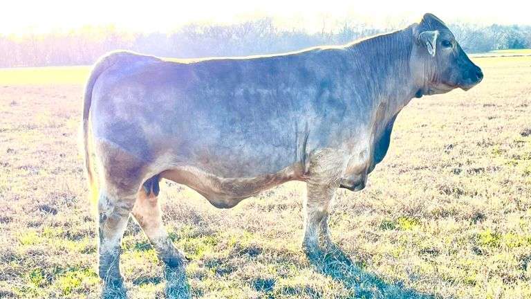 3 EMBRYOS THE ROCK X 21