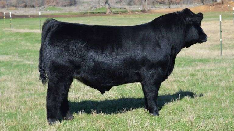 TAG 1356 3/8 MAINETAINER BULL