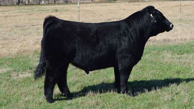 TAG 1357 BULL