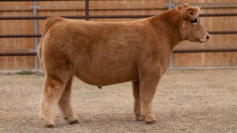 TAG 105 STEER
