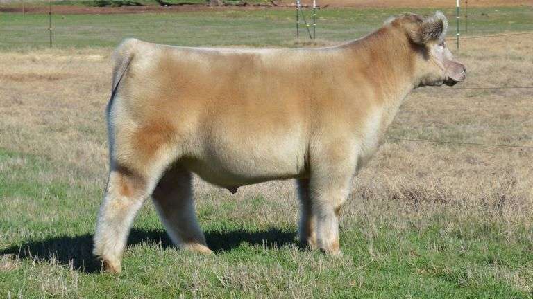 TAG 1334  STEER