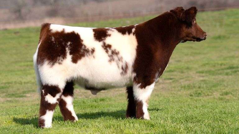 TAG 79 STEER