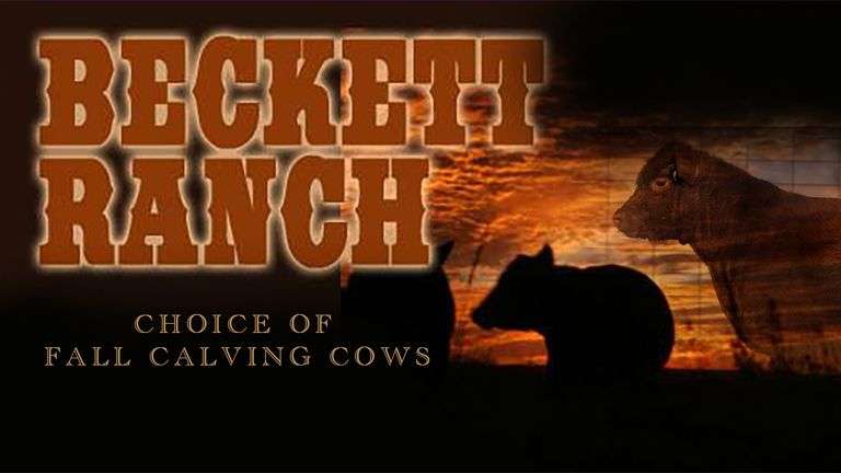 CHOICE OF FALL COWS