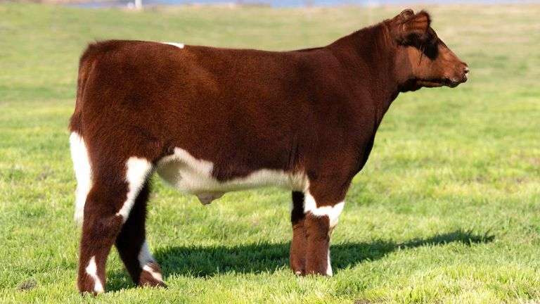 TAG A198 STEER