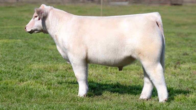 TAG 111 STEER