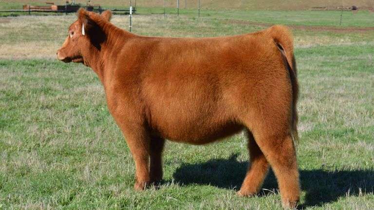 TAG 1309 50% SHORTHORN PLUS HEIFER