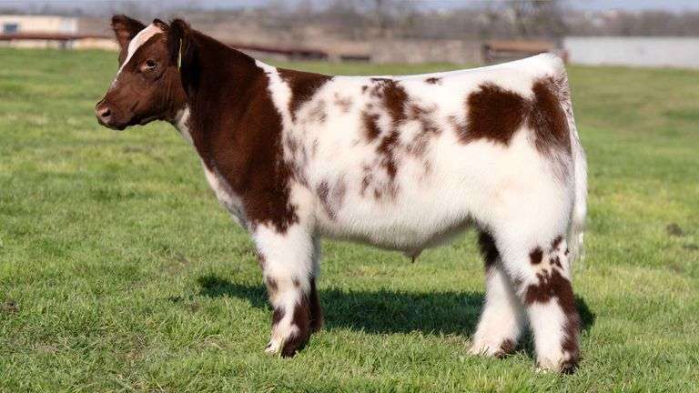 TAG 143 STEER