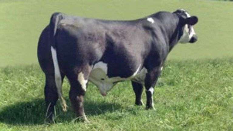 3 UNITS OF WANG CHUNG SEMEN