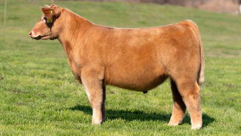 TAG 158 STEER