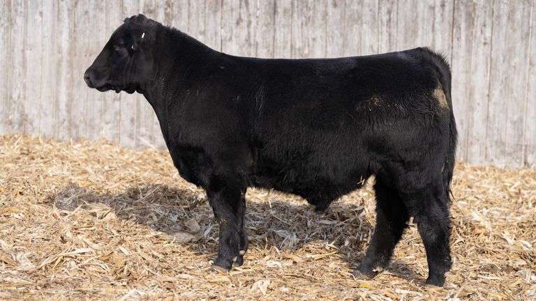 TAG 853 BULL
