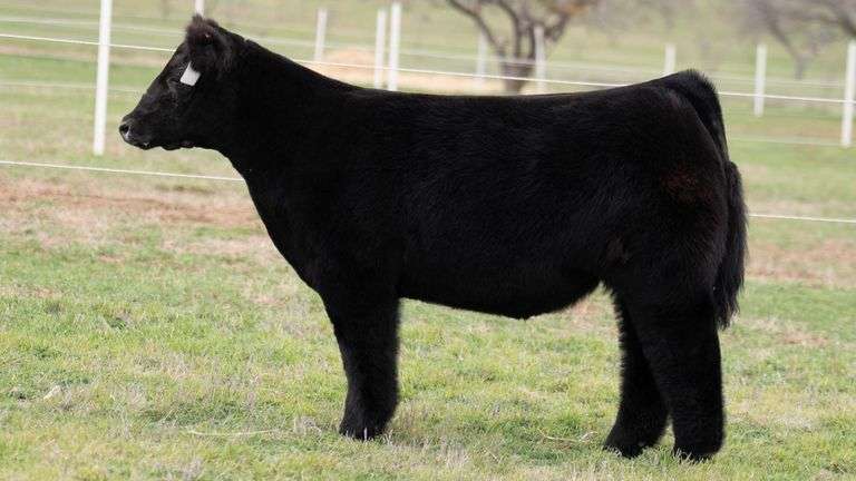 TAG 2 STEER