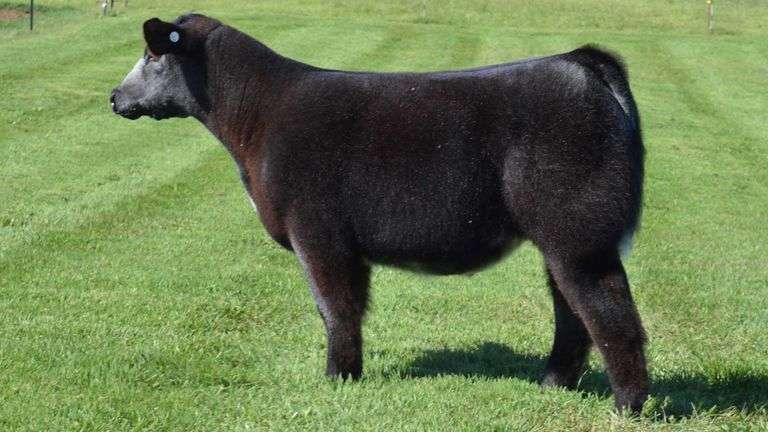 TAG 1394 STEER