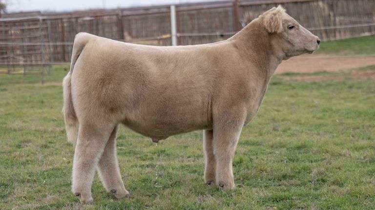 TAG 10 STEER