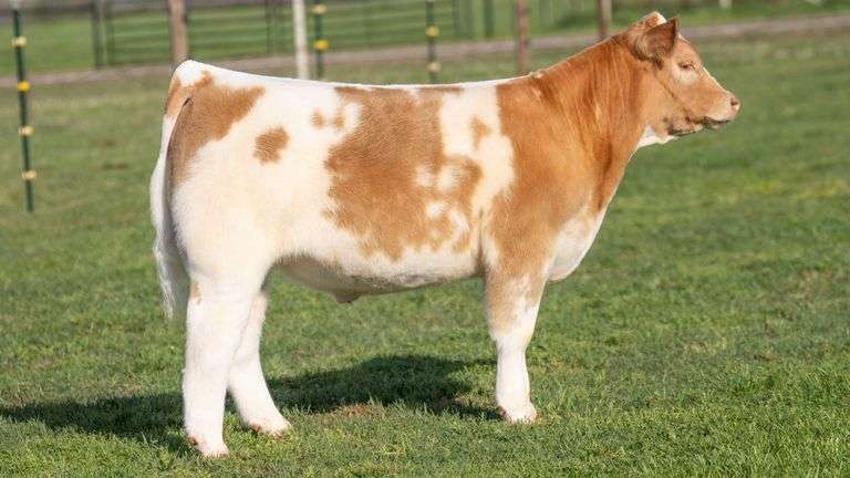 TAG 539 STEER