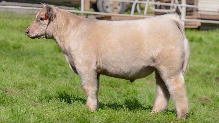 TAG 6 STEER