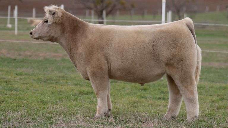 TAG 12 STEER