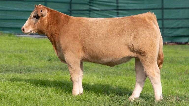 TAG 35 STEER