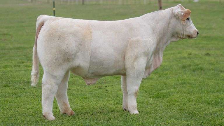 TAG R8 STEER