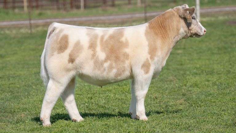 TAG R49 STEER