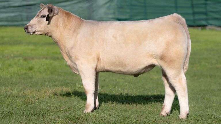 TAG 36 STEER