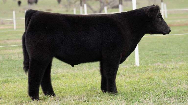 TAG 5 STEER