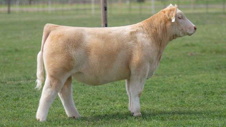 TAG 9750 STEER