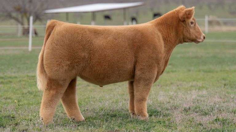 TAG 1 STEER