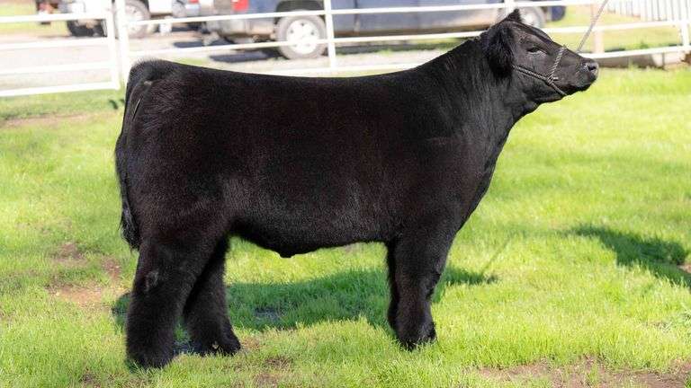 TAG 1 STEER