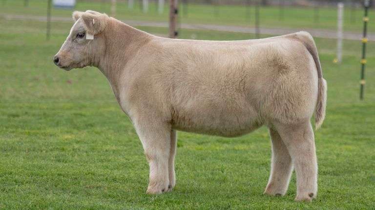 TAG 44 STEER